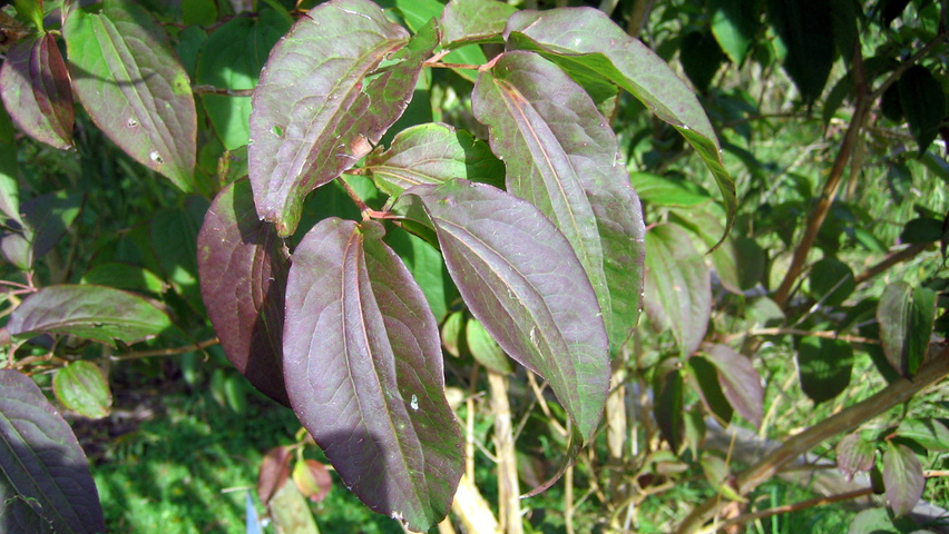 Heptacodium miconioides liście jesienią