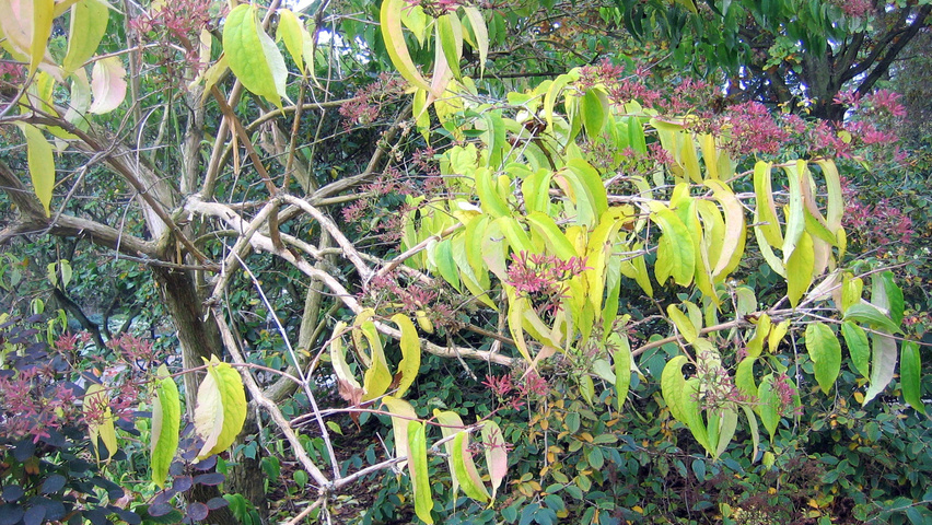 Heptacodium miconioides liście jesienią