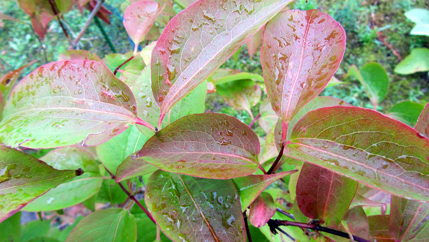 Heptacodium miconioides liście jesienią