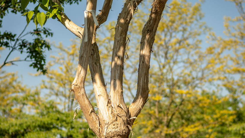 Heptacodium miconioides kora