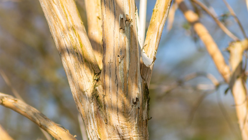 Heptacodium miconioides kora