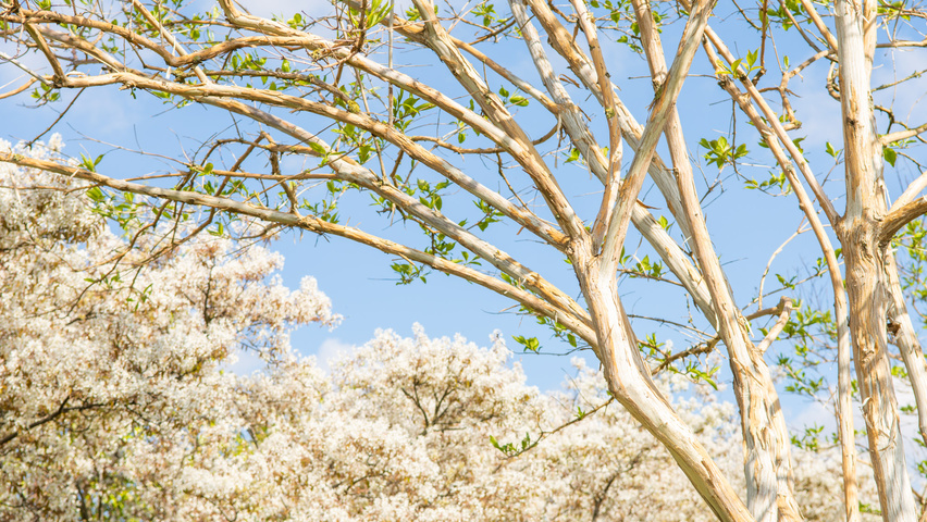Heptacodium miconioides kora