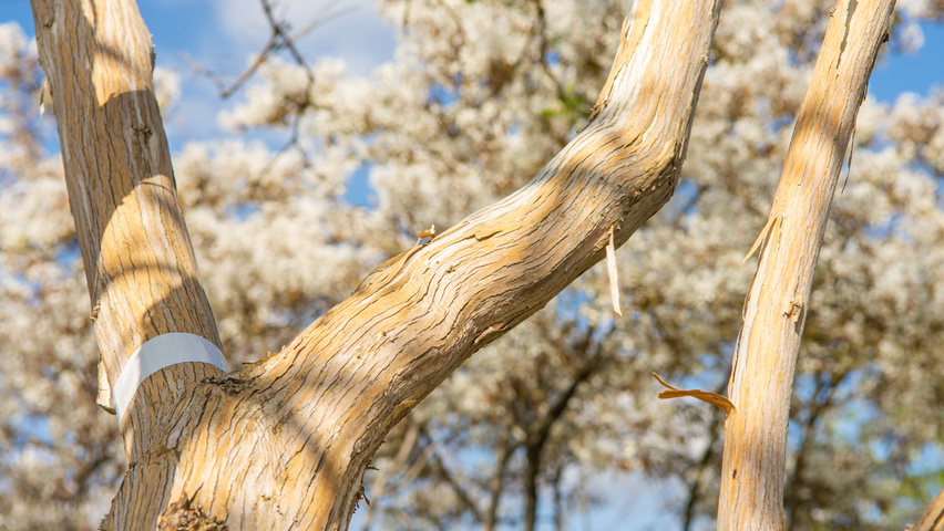Heptacodium miconioides kora