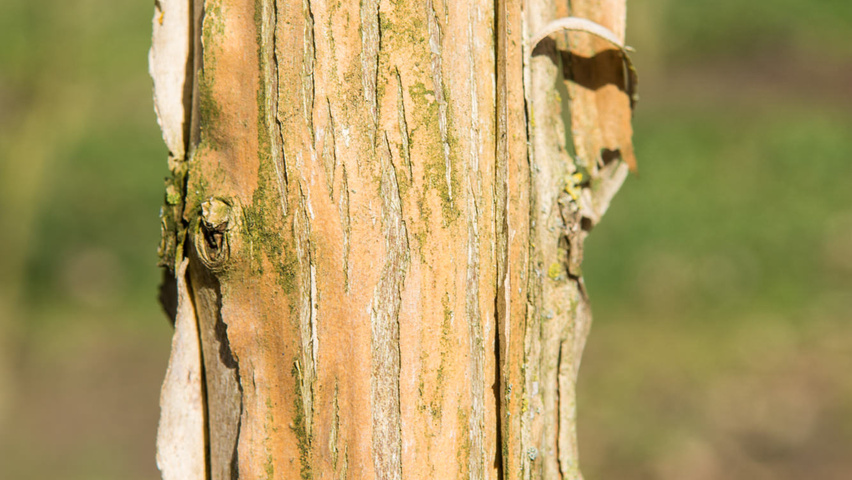 Heptacodium miconioides kora