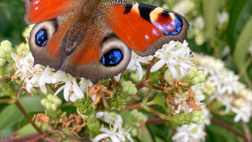 Heptacodium miconioides kwiaty