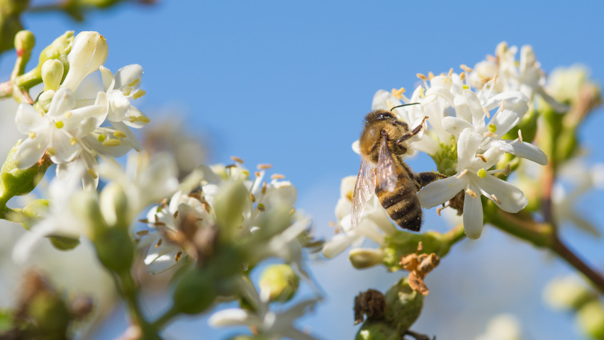 Heptacodium miconioides kwiaty