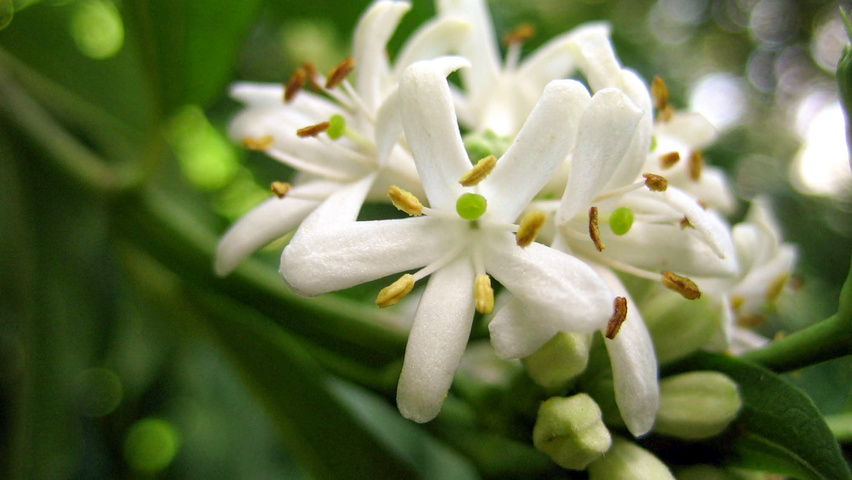 Heptacodium miconioides kwiaty