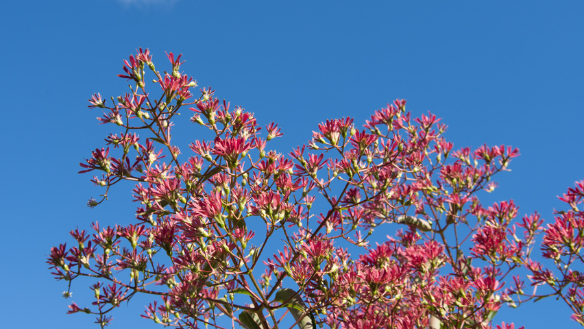 Heptacodium miconioides kwiaty