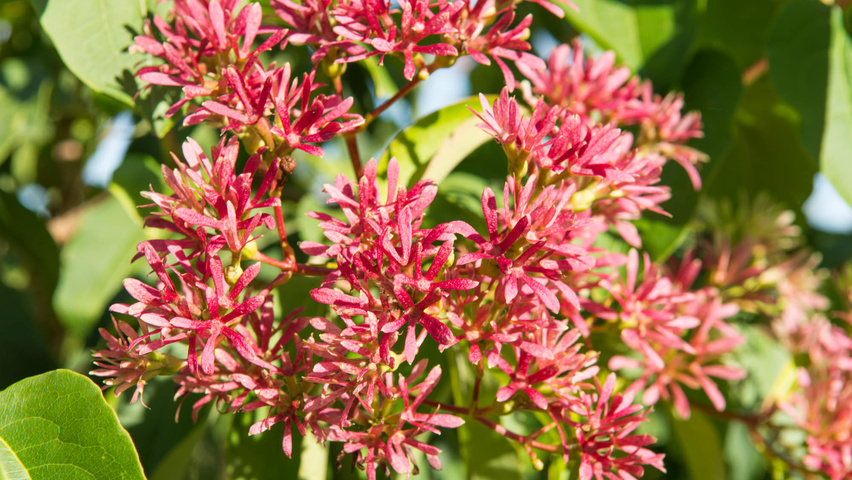Heptacodium miconioides kwiaty