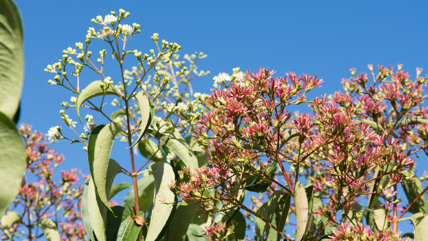 Heptacodium miconioides kwiaty