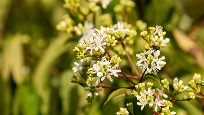 Heptacodium miconioides kwiaty