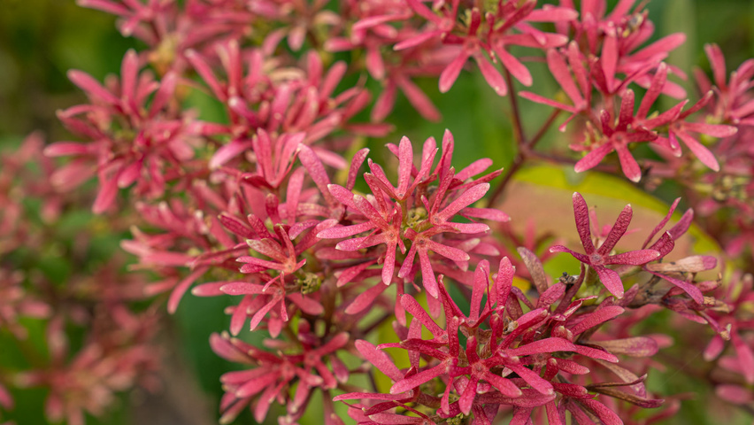 Heptacodium miconioides kwiaty