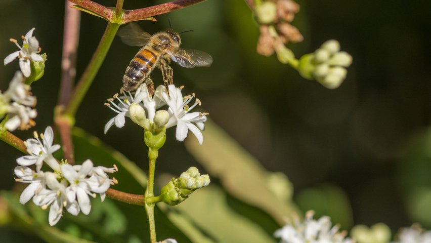 Heptacodium miconioides kwiaty