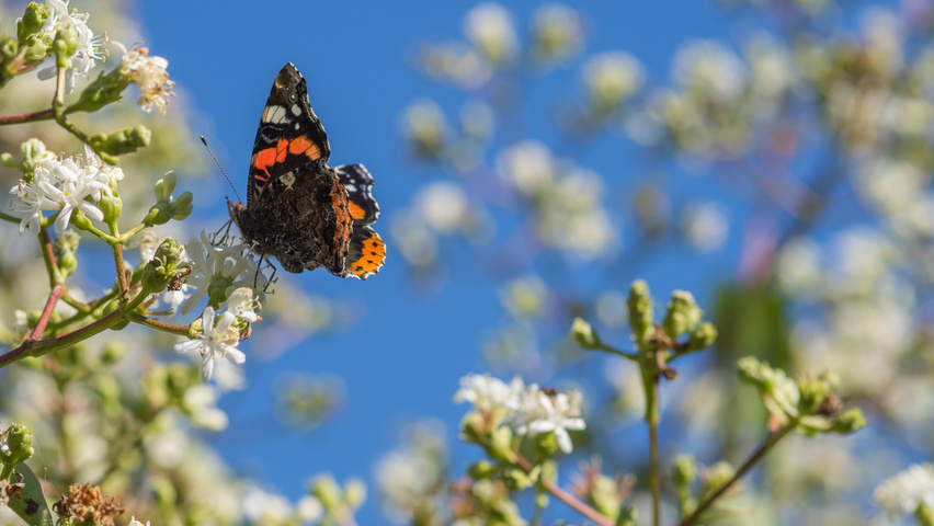 Heptacodium miconioides kwiaty