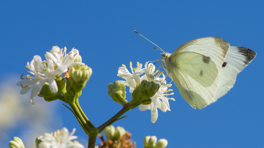 Heptacodium miconioides kwiaty