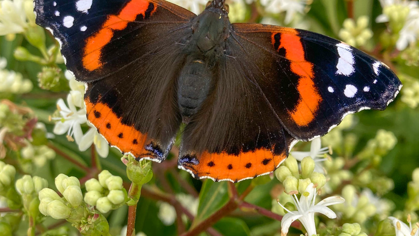 Heptacodium miconioides kwiaty