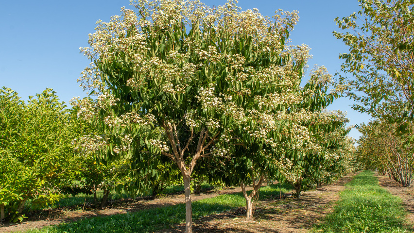 Heptacodium miconioides półpienne