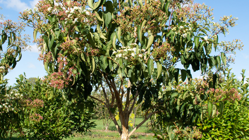 Heptacodium miconioides półpienne