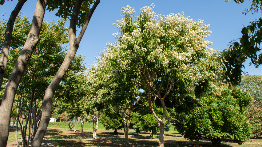 Heptacodium miconioides półpienne