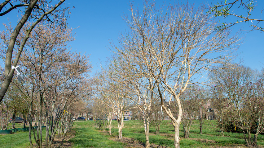 Heptacodium miconioides półpienne