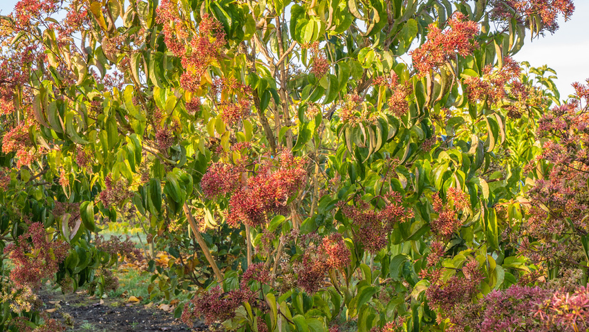 Heptacodium miconioides półpienne