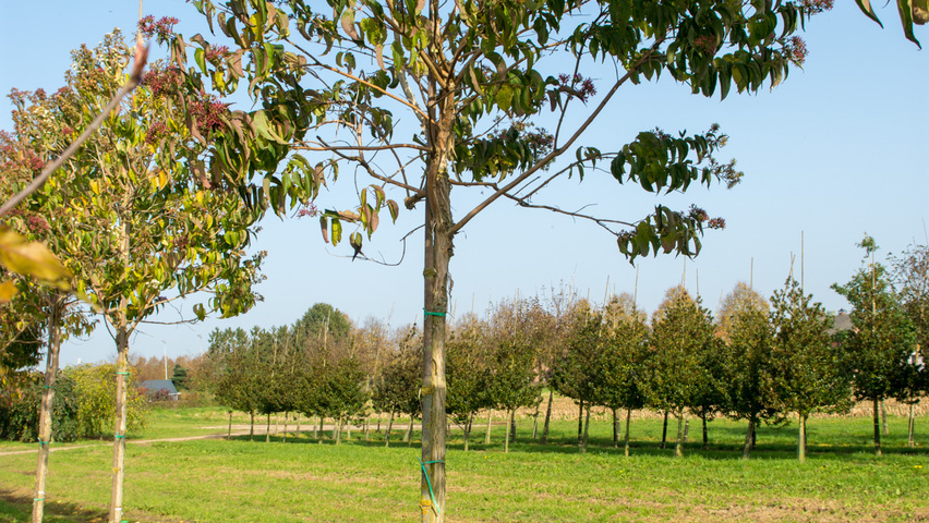 Heptacodium miconioides pienne