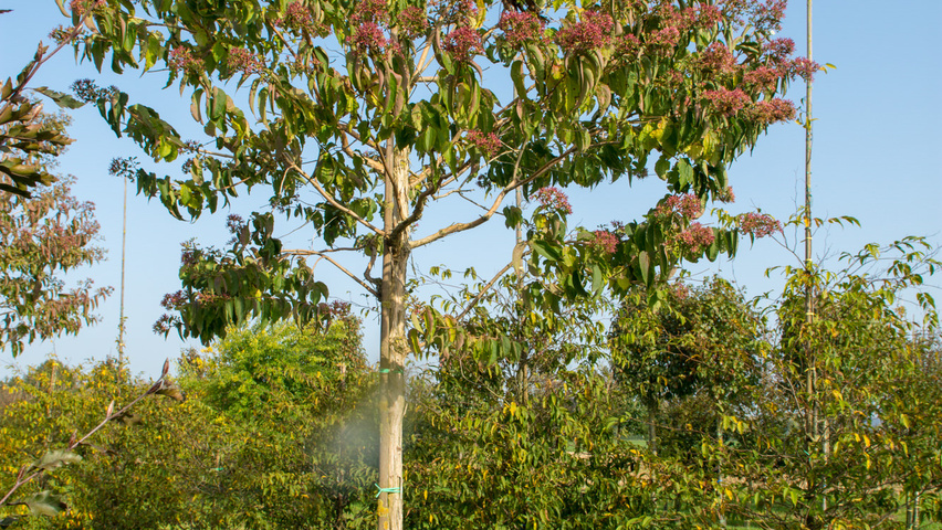 Heptacodium miconioides pienne