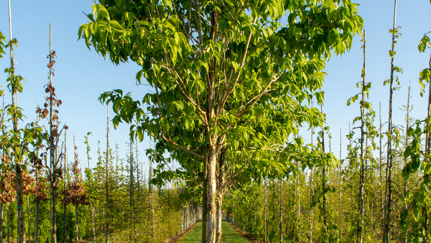 Heptacodium miconioides pienne