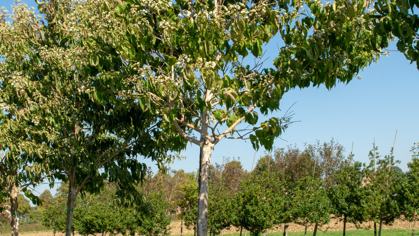 Heptacodium miconioides pienne