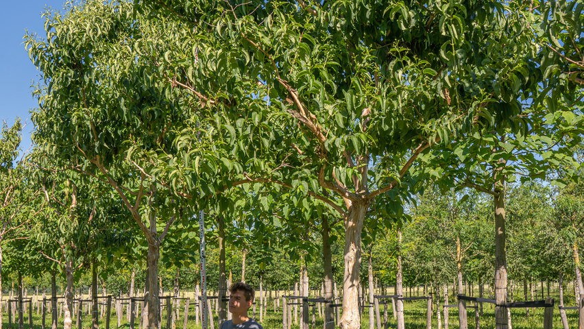 Heptacodium miconioides pienne