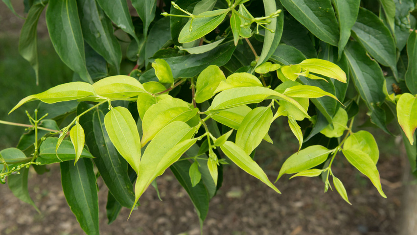Heptacodium miconioides liście