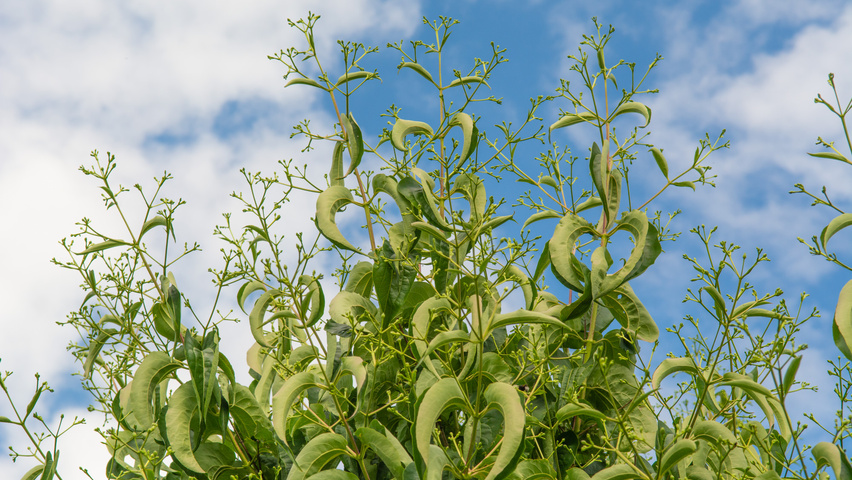 Heptacodium miconioides liście