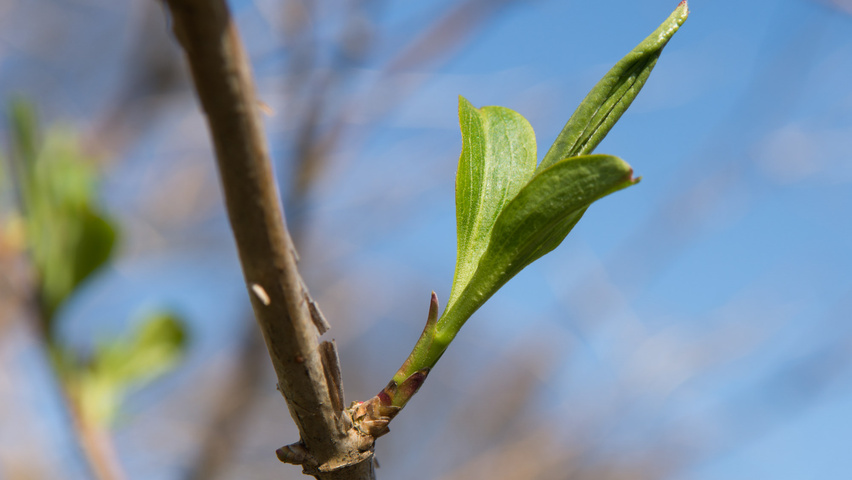 Heptacodium miconioides liście