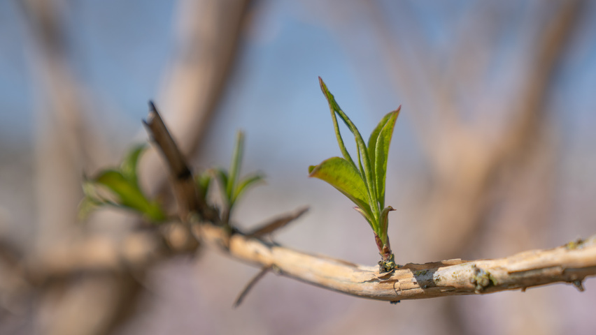 Heptacodium miconioides liście