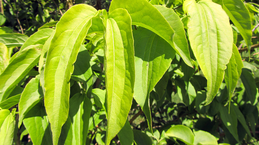 Heptacodium miconioides liście