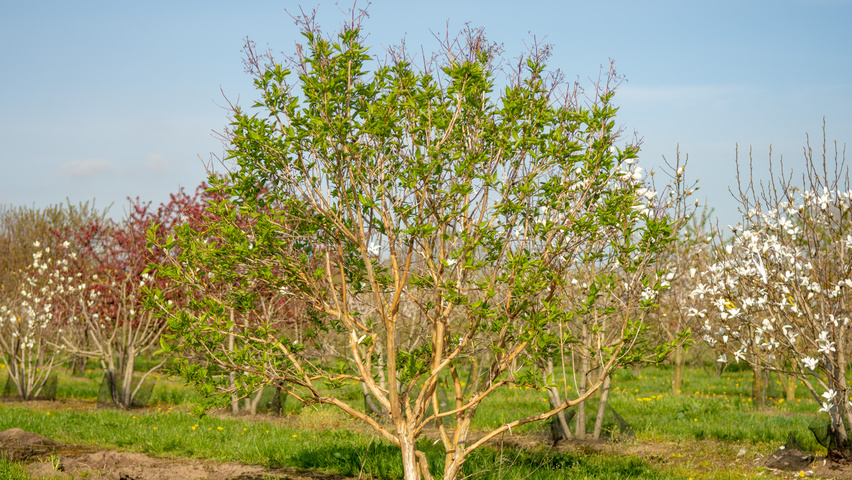 Heptacodium miconioides wielopniowy