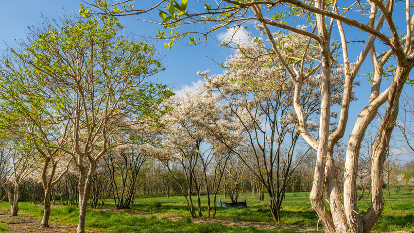 Heptacodium miconioides wielopniowy parasolowaty