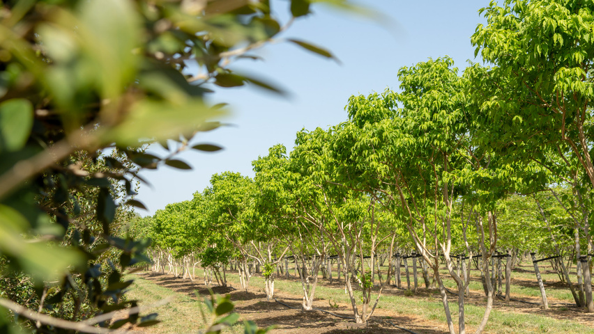 Heptacodium miconioides wielopniowy parasolowaty