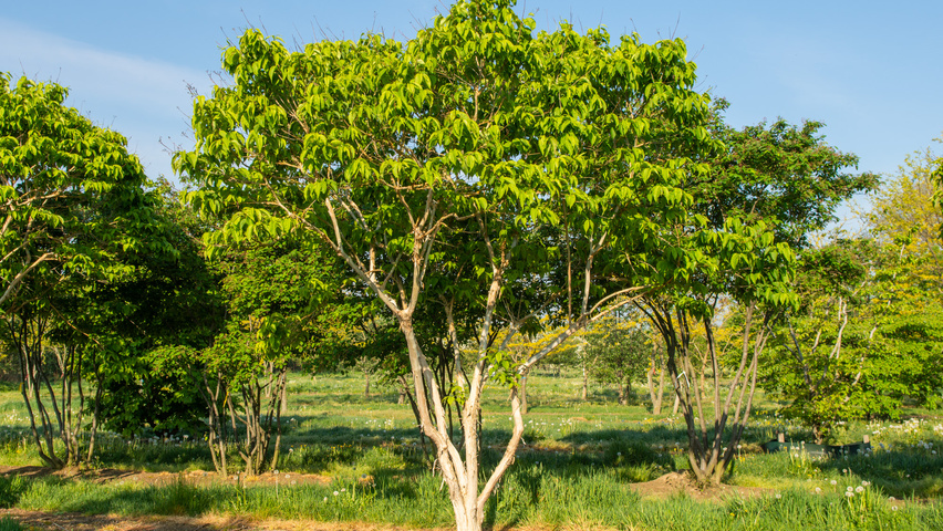 Heptacodium miconioides wielopniowy parasolowaty