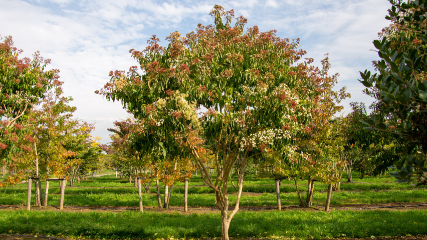 Heptacodium miconioides wielopniowy parasolowaty