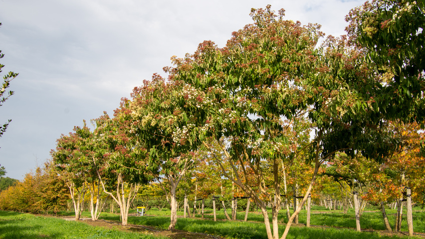 Heptacodium miconioides wielopniowy parasolowaty