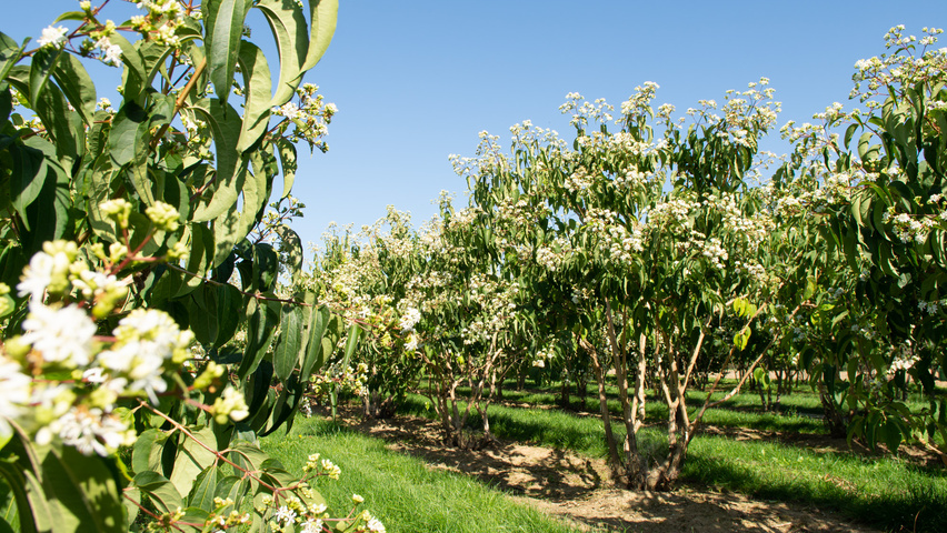 Heptacodium miconioides wielopniowy parasolowaty