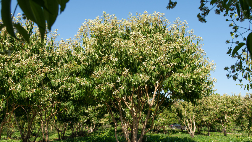 Heptacodium miconioides wielopniowy parasolowaty