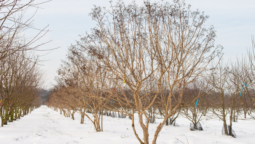 Heptacodium miconioides wielopniowy parasolowaty