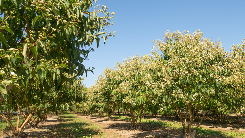 Heptacodium miconioides wielopniowy parasolowaty