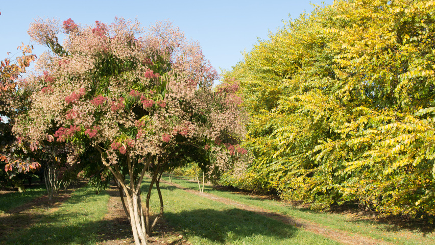 Heptacodium miconioides wielopniowy parasolowaty