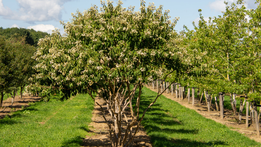 Heptacodium miconioides wielopniowy parasolowaty