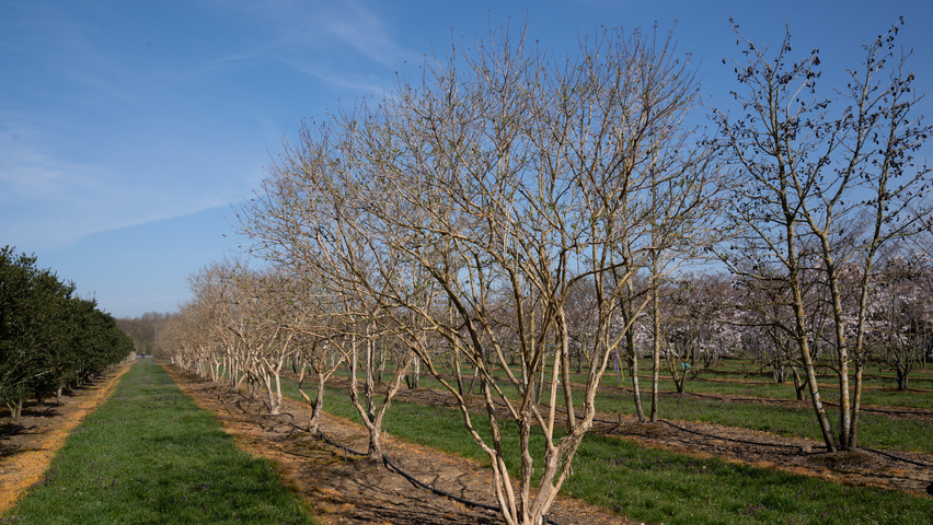 Heptacodium miconioides wielopniowy parasolowaty