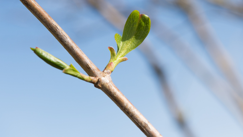 Heptacodium miconioides pędy