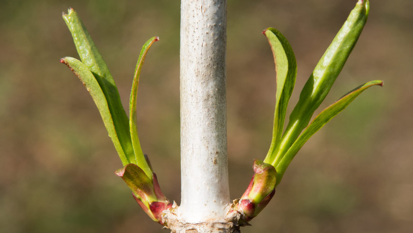 Heptacodium miconioides pędy